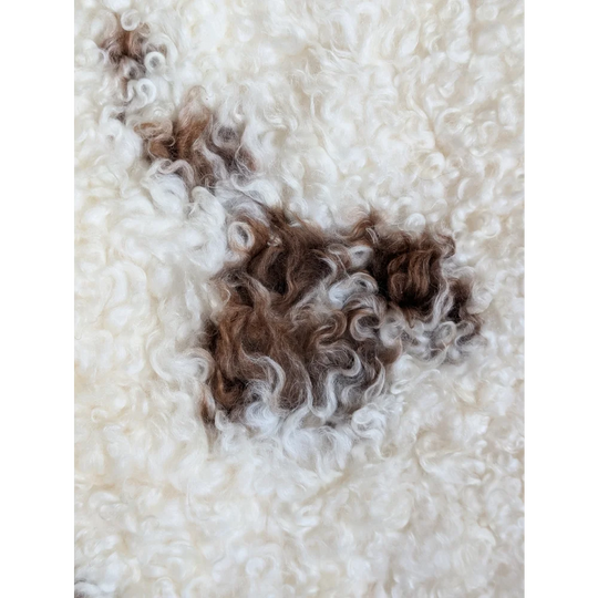 A patch of curly cream and brown wool fabric from a grade a- tibet highland spotted sheepskin