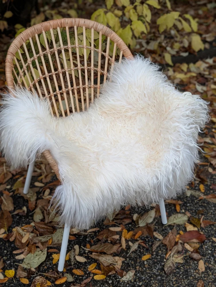 White fluffy icelandic sheepskin throw with long wool in natural white draped over a wicker chair