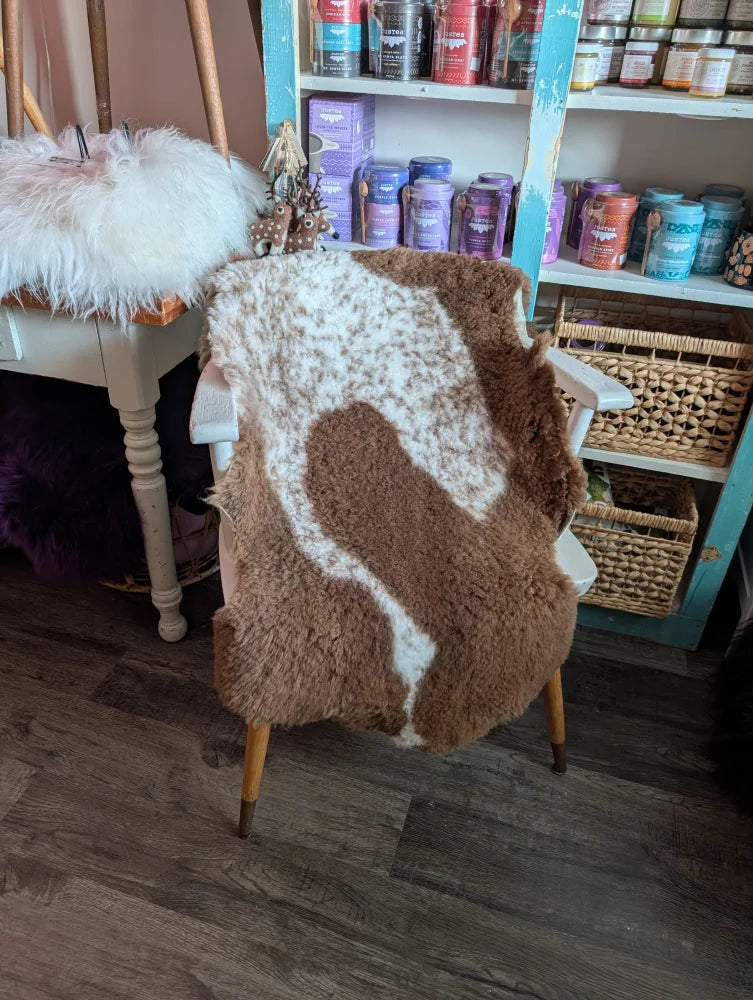 Brown and white tibet highland spotted grade a- sheepskin rug draped over a chair for cozy decor