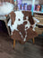 Brown and white highland spotted grade b sheepskin fur throw draped over a white wooden chair