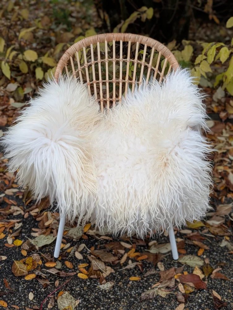 Large long wool natural white icelandic sheepskin draped over a woven wicker chair as a cozy throw
