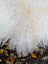 A plush large long wool icelandic sheepskin throw blanket in natural white with soft curly texture