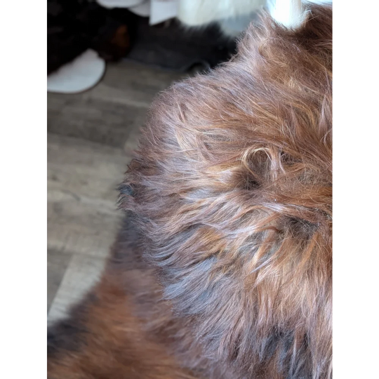 #50 Double Icelandic Sheepskin 79" x 31" Dark Rusty