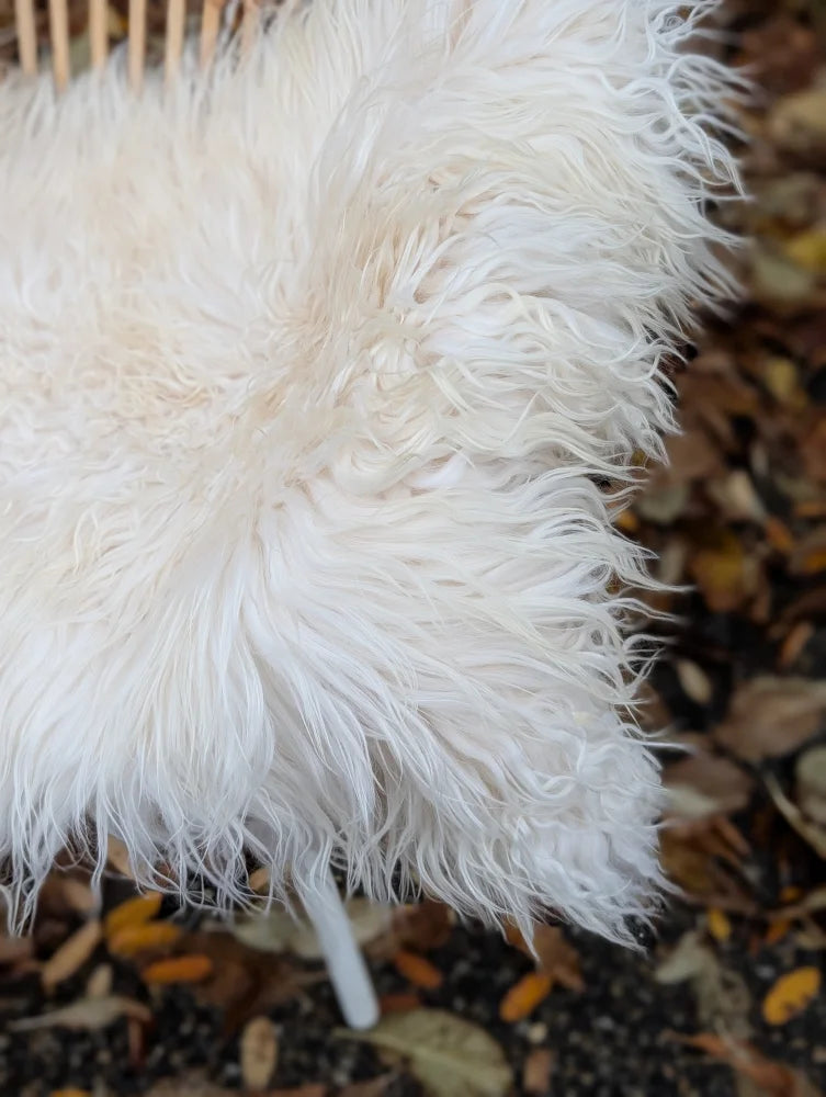 A plush large long wool icelandic sheepskin throw in natural white with shaggy fibers