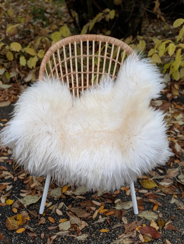 A cozy natural white icelandic sheepskin with long wool draped over a woven rattan chair with white legs