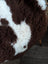 A plush brown and white highland spotted sheepskin chair cover with soft fluffy texture grade a- sheepskins