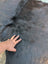 Large 77 x 76 black Belted Galloway cowhide rug with hand showing unique textured surface and beautiful rugs quality