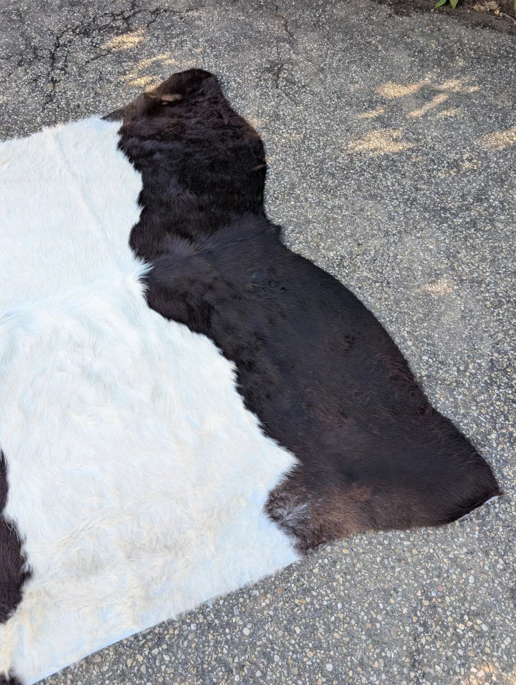 Large 77 x 76 belted galloway cowhide rug with natural black and white fur texture and unique characteristics