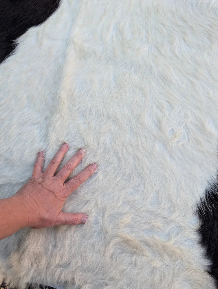 77 x 76 belted galloway large cowhide with white faux fur and black patches featuring unique characteristics for beautiful rugs