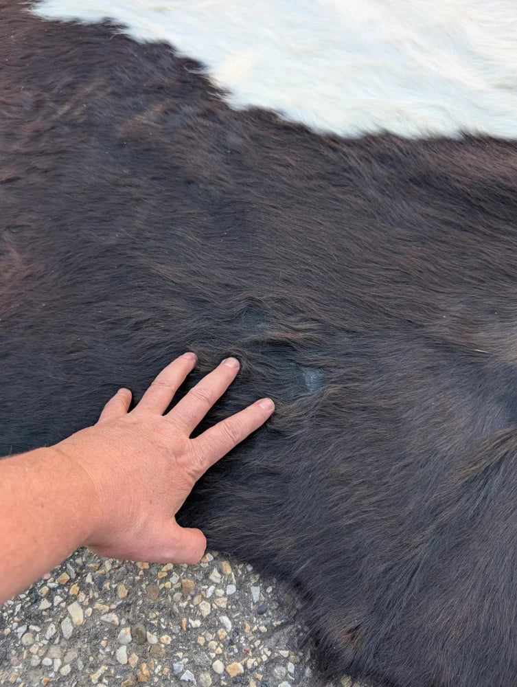 Large cowhide belted galloway rug with dark brown color and unique white patch perfect for beautiful rugs collection