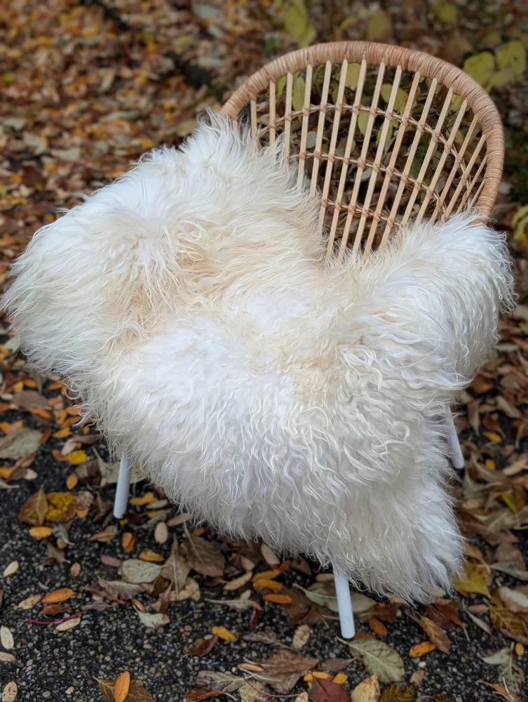 A natural white icelandic sheepskin throw with long wool draped over a woven wicker chair with white legs