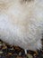A plush large long wool icelandic sheepskin cushion in natural white with curly fibers and soft texture