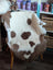 A cozy cream and brown highland spotted grade a sheepskin throw draped over a white chair