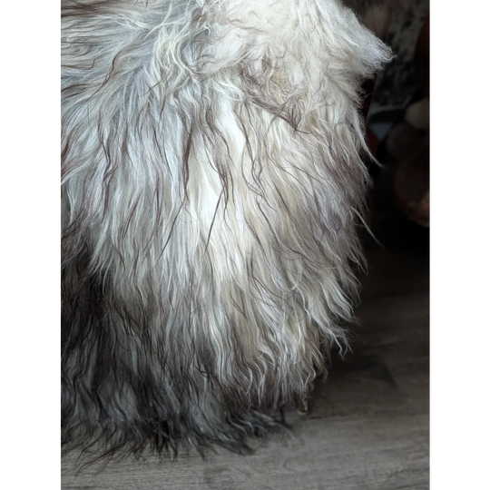 #80❤️❤️59" x 37" Massive Natural Grey Icelandic Sheepskin