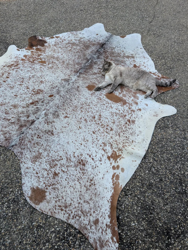 A large white and brown spotted cowhide rug with unique characteristics and rustic charm with a cat resting on it