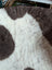 A plush white and brown highland spotted grade a- sheepskin rug with soft texture and cow pattern
