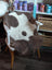A cozy highland spotted grade a- sheepskin blanket with cow-print draped over a white wooden chair
