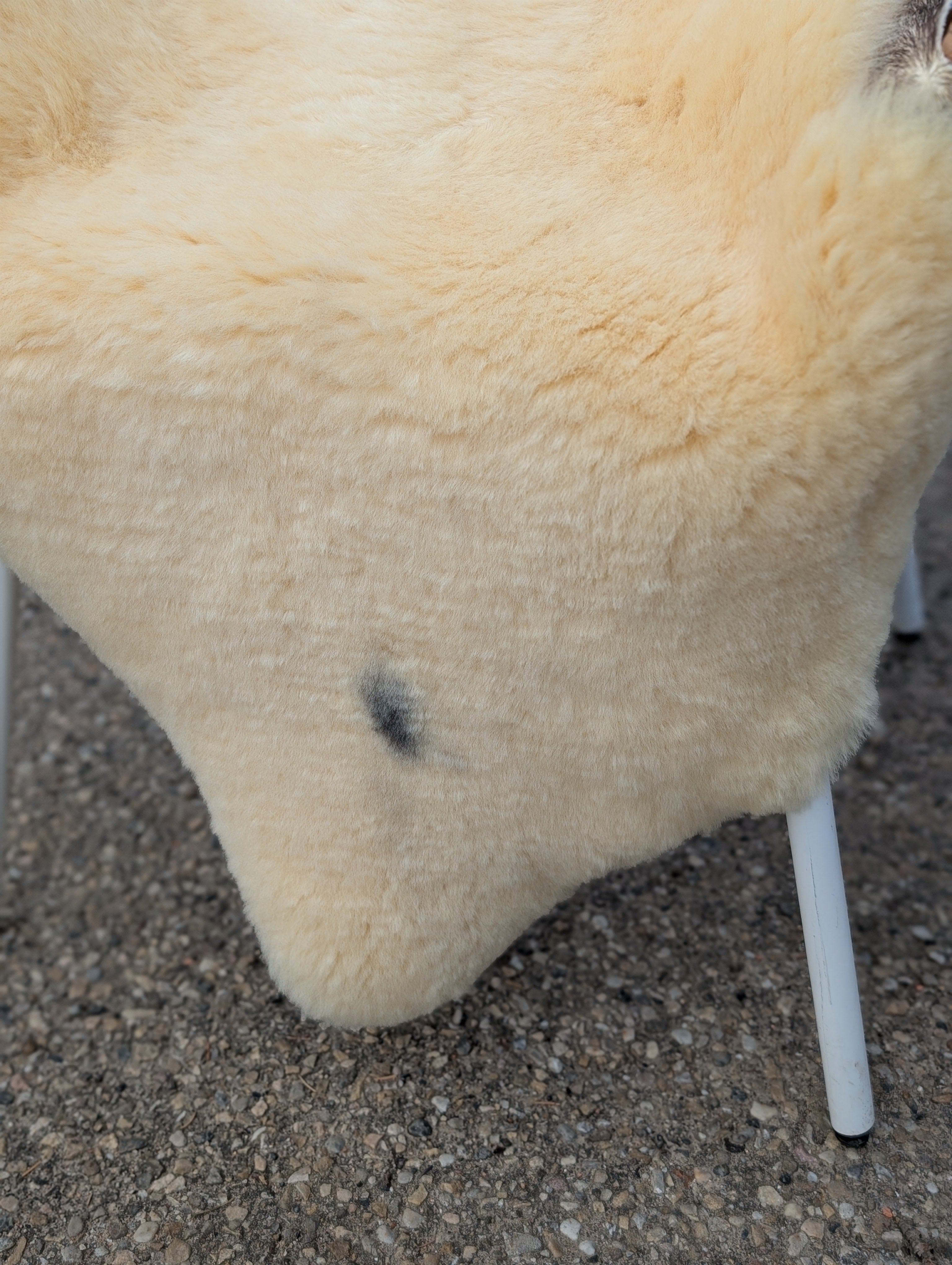 M-14  53" x 29" Extra Large Washable Medical Sheepskin Naturally Spotted