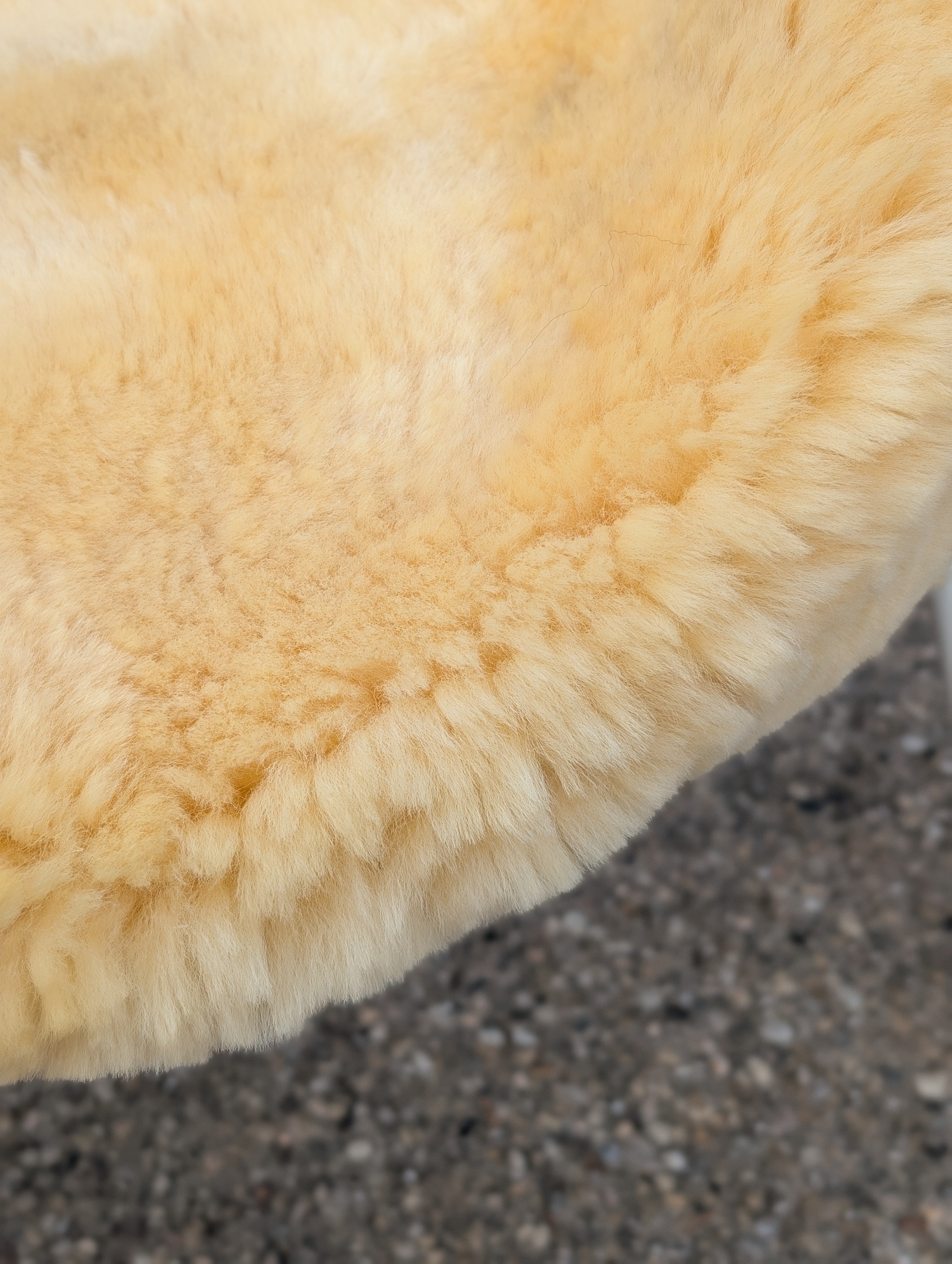M-13  50.5" x 32" Extra Large Washable Medical Sheepskin Naturally Spotted