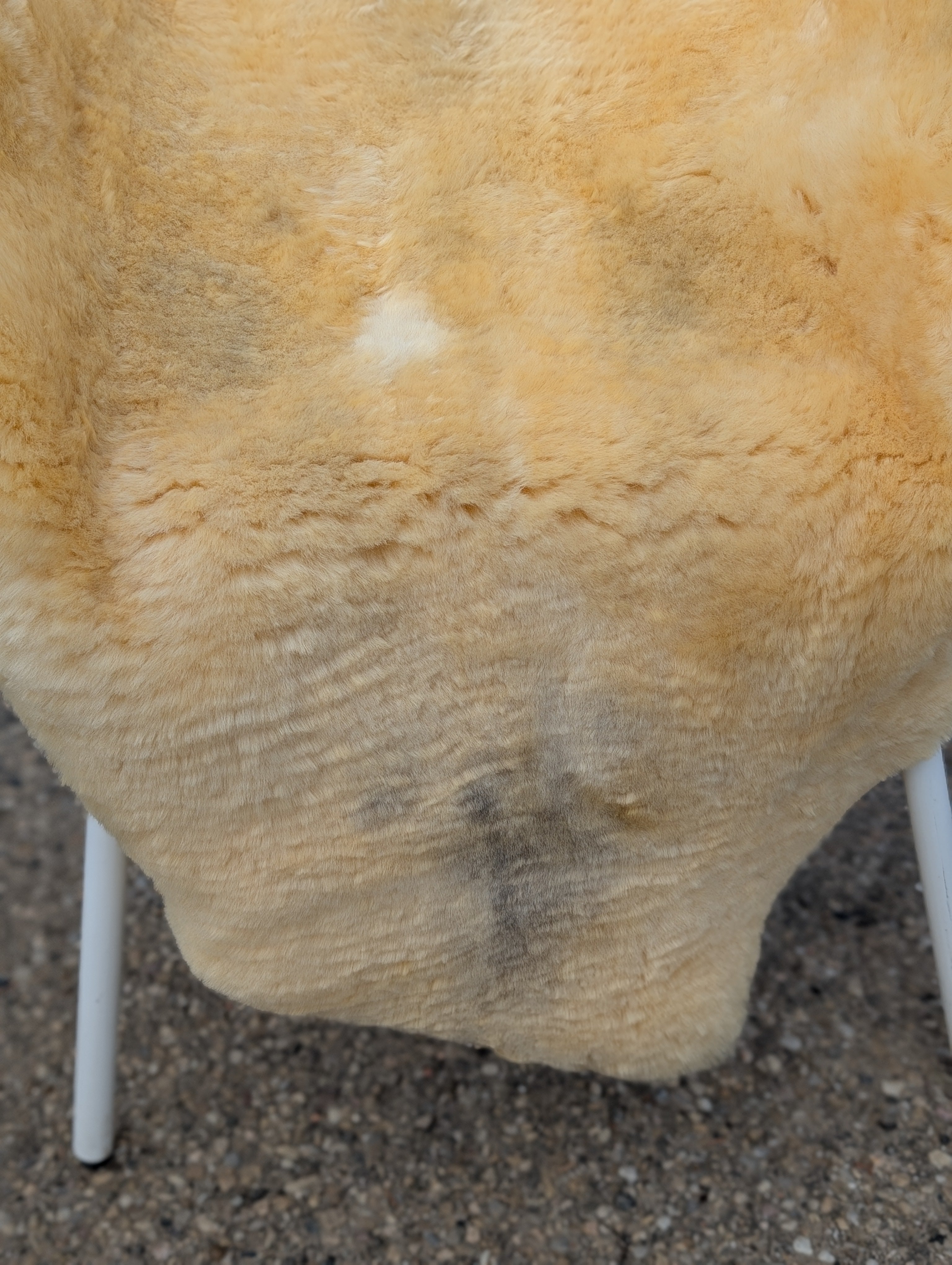 M-13  50.5" x 32" Extra Large Washable Medical Sheepskin Naturally Spotted