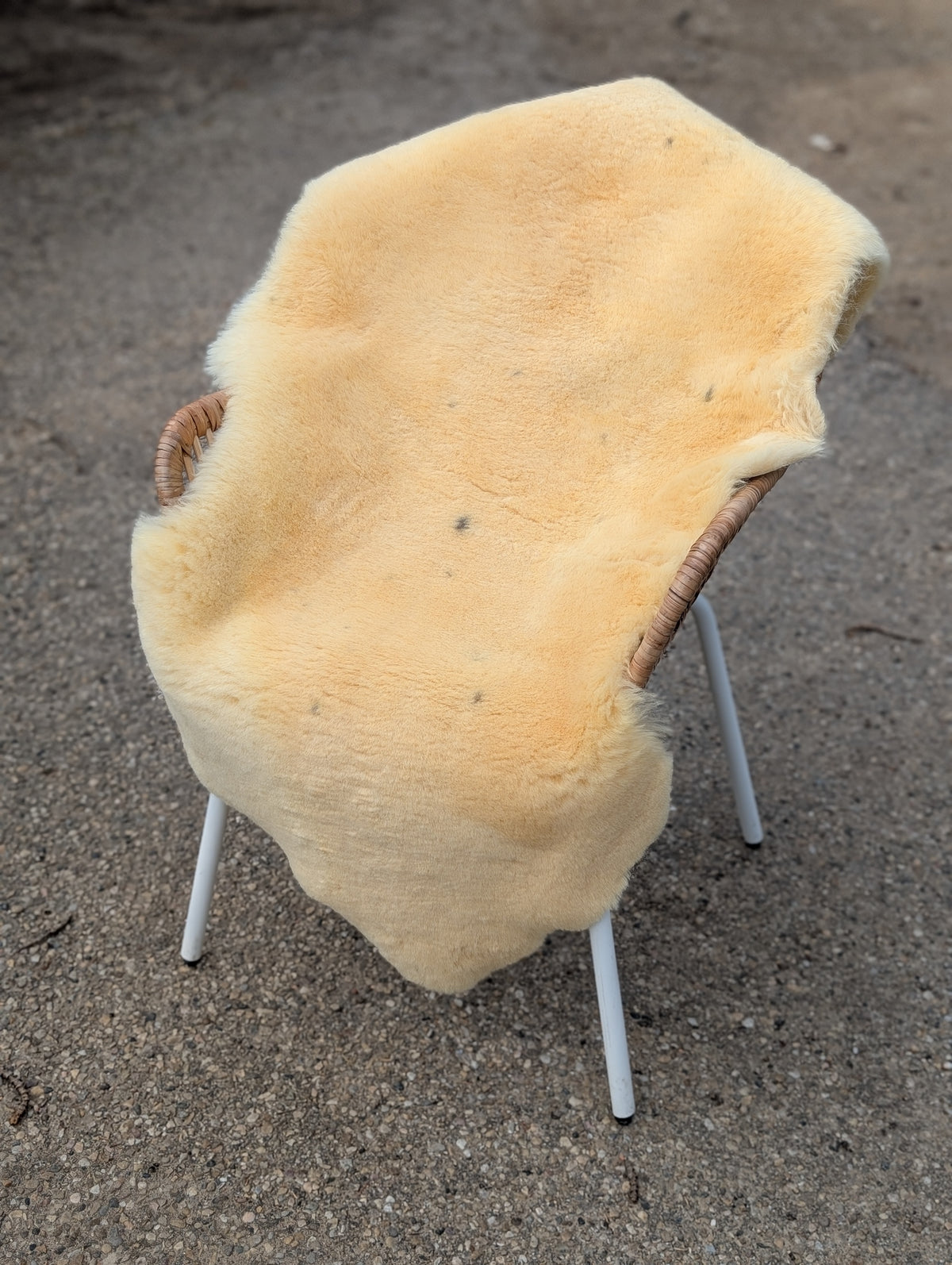 M-8  52" x 27" Extra Large Washable Medical Sheepskin Naturally Spotted