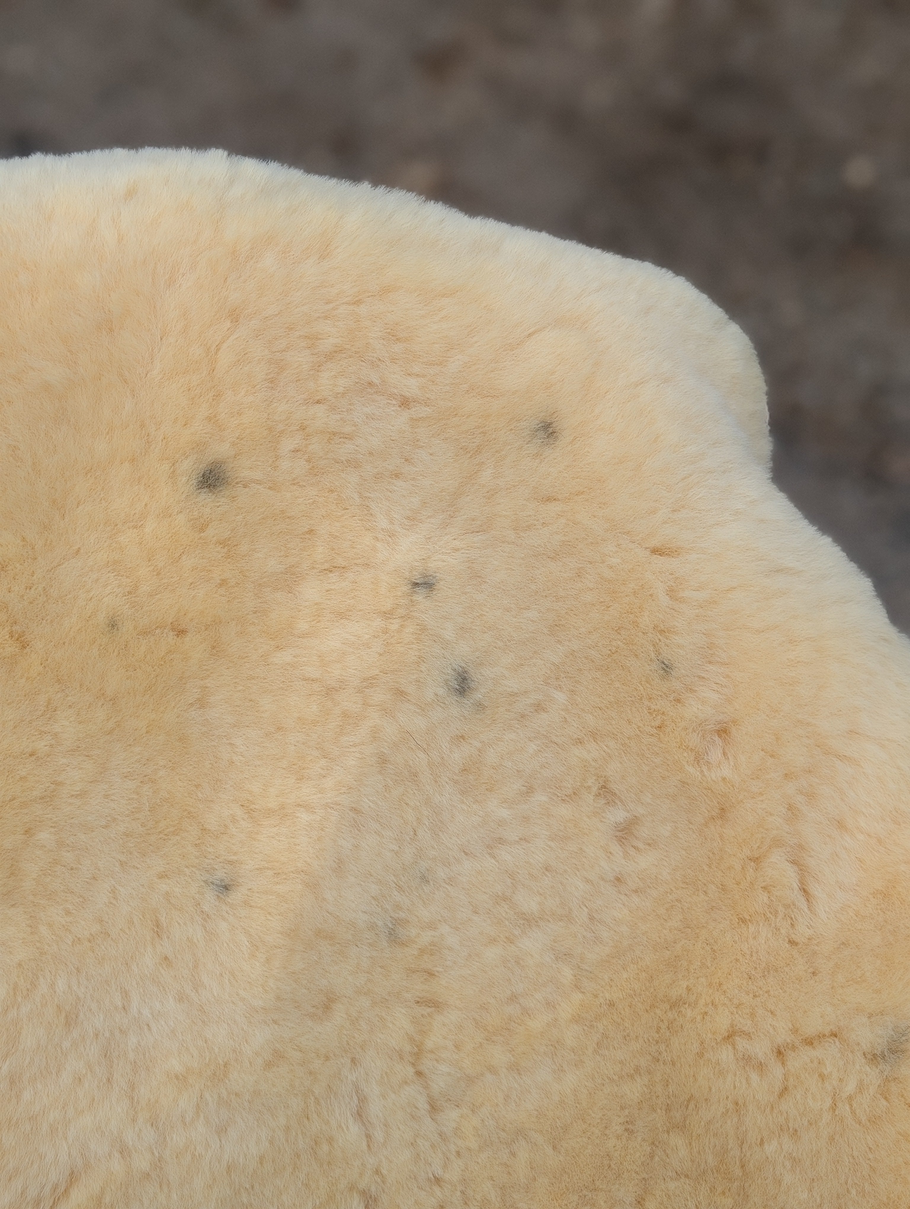M-7  52" x 31" Extra Large Washable Medical Sheepskin Naturally Spotted