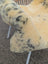 M-5  45.5" x 25" Large Washable Medical Sheepskin Naturally Spotted