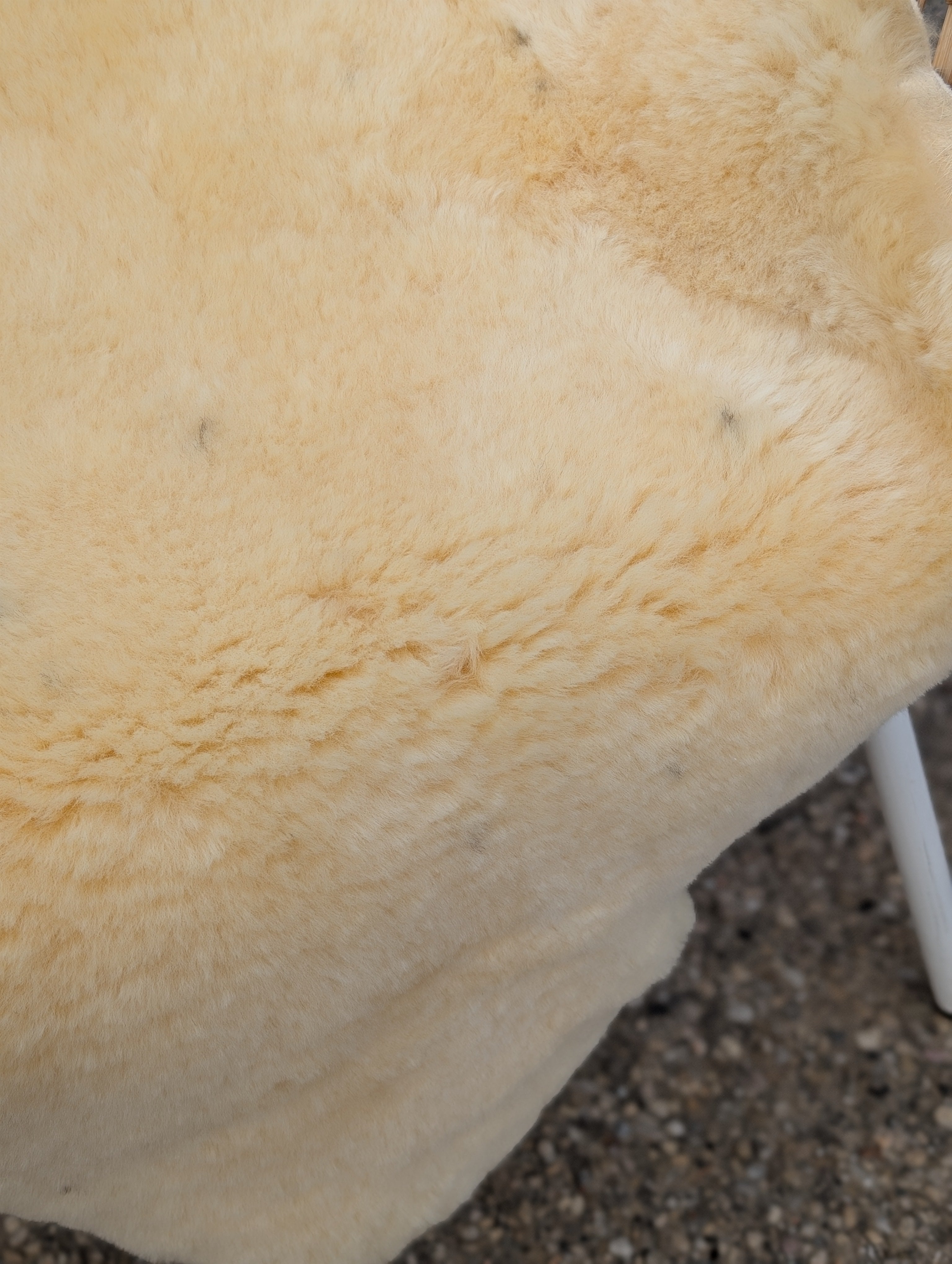 M-1  49" x 32" Extra Large Washable Medical Sheepskin Naturally Spotted