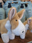 A large size plush tan and white bunny toy with soft fuzzy fur and black button eyes from adorable carl the corgi