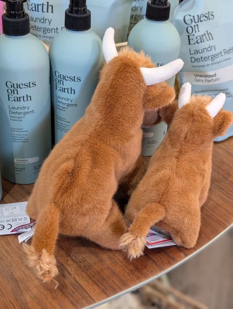 Two adorable tan highland cow stuffed toys with white horns and head fluff sit on a wooden surface