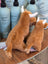 Two adorable tan highland cow stuffed toys with white horns and head fluff sit on a wooden surface