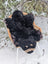 Adorable handmade merino sheepskin black bear rug with tan accents resting in a wicker chair outdoors