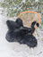 Adorable merino sheepskin black bear rug black fluffy hand made throw draped over a wicker chair