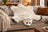 Adorable merino sheepskin polar bear rug in plush white with black-tipped paws and soft faux fur texture