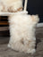 Fluffy white poodle puppy sitting on chair with adorable set of cream angus oliver sheepskin cushions canada