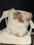 A fluffy cream and tan sheepskin pillow with soft natural texture on a white chair by angus oliver canada