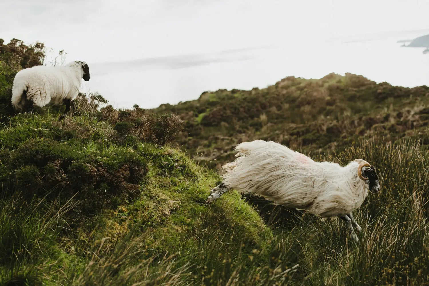 Discover the Beauty of British Sheepskins at Angus Oliver Luxury Sheepskins