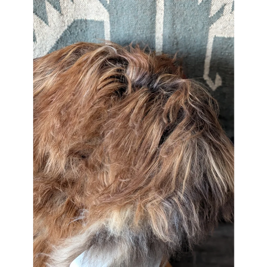 AN10❤️55" x 33" Massive Dark Bronze Icelandic Sheepskin