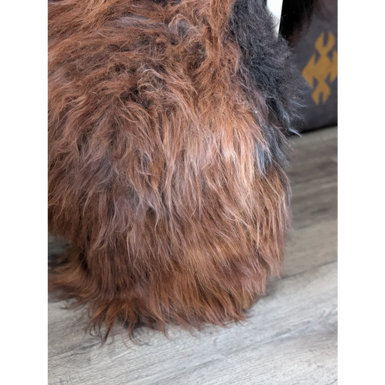 AN11❤️59" x 29" Massive Dark Bronze Icelandic Sheepskin