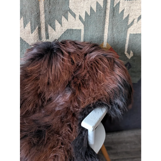 AN13❤️59" x 32" Massive Dark Bronze Icelandic Sheepskin