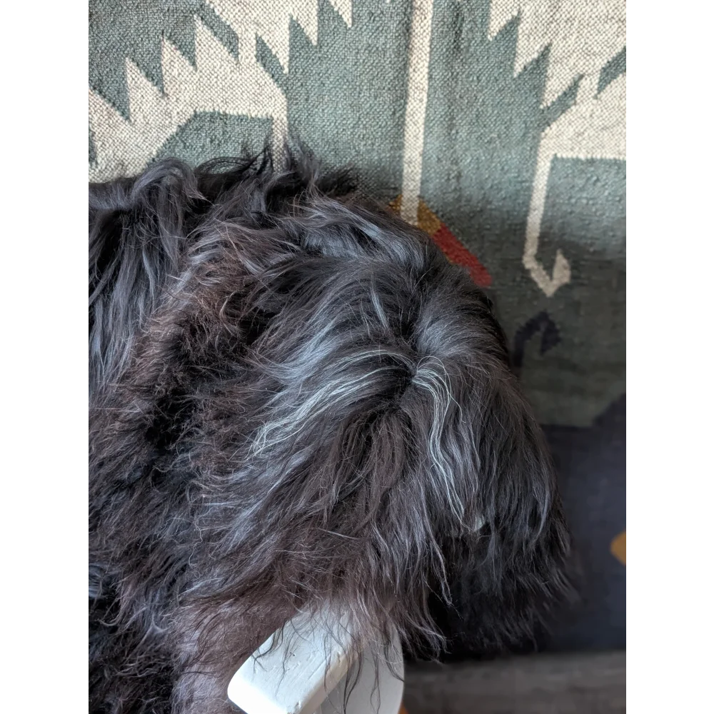 AN19❤️59" x 32" Massive Natural Black Icelandic Sheepskin