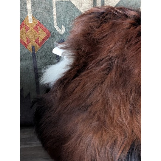 AN6❤️60" x 33" Massive Dark Bronze Icelandic Sheepskin