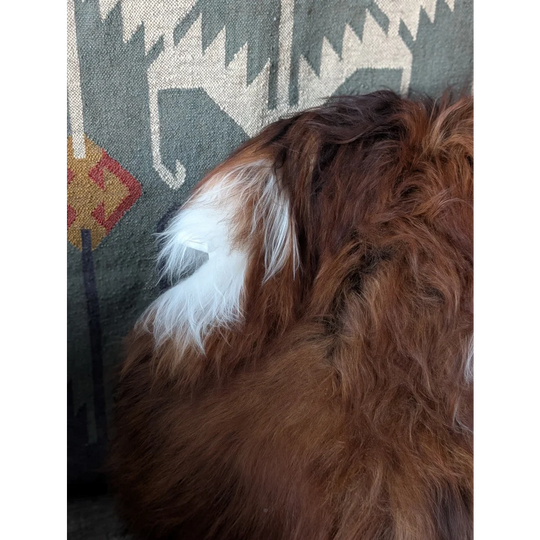 AN7❤️60" x 36" Massive Dark Bronze Icelandic Sheepskin