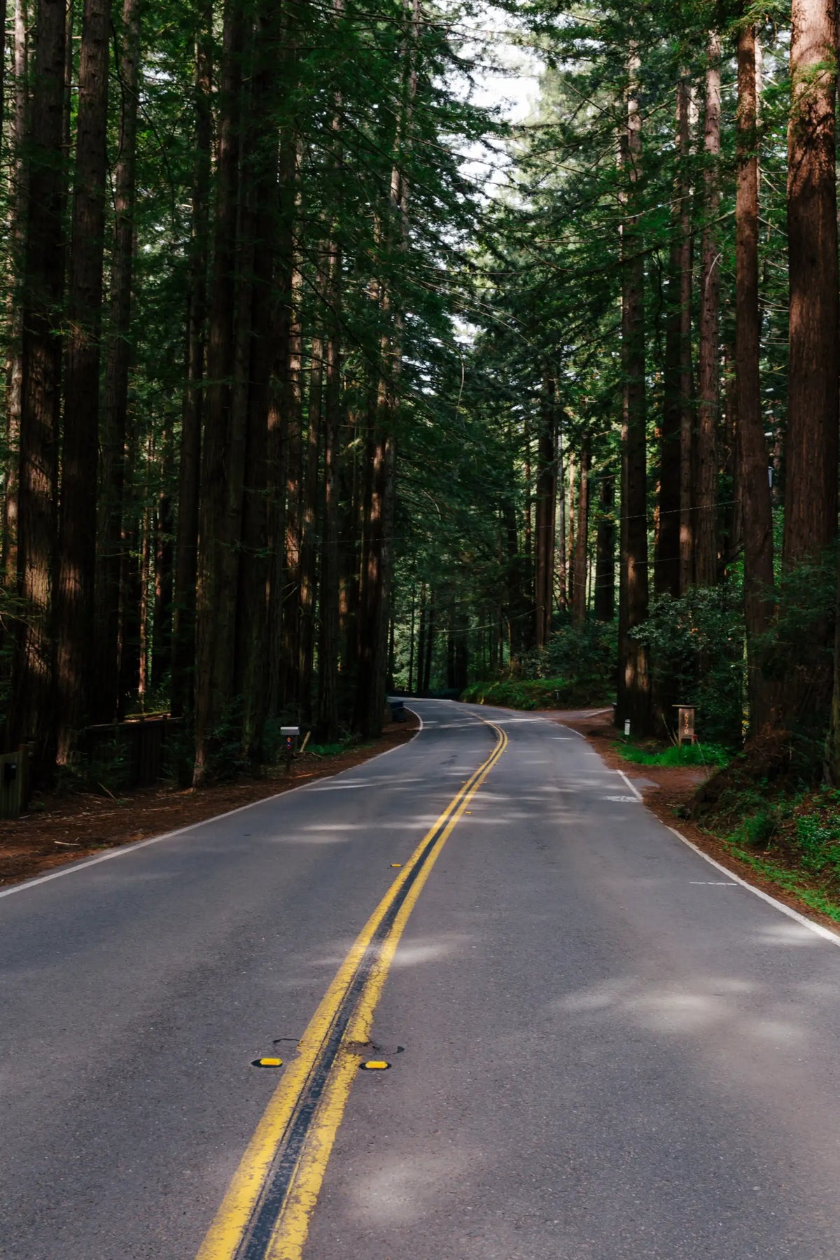 A winding asphalt road with double yellow lines, flanked by tall redwood trees.
