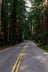 A winding asphalt road with double yellow lines, flanked by tall redwood trees.