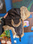 Brown aviator hat made with rabbit fur trim and leather ear flaps
