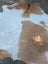 Beigewhite 117 large cowhide rug with brown and white natural irregular patches for rustic charm and beautiful rugs