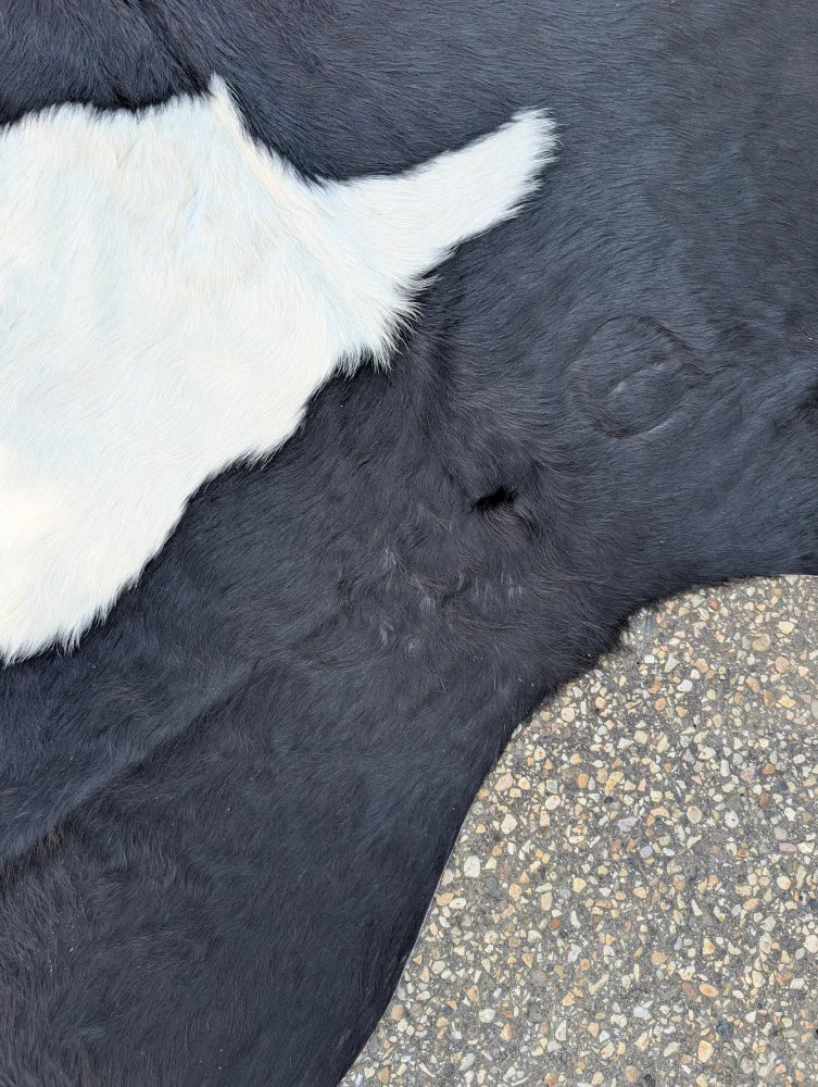 Large black and white cowhide rug 85.5 x 77 with natural fur texture and unique rustic charm