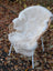 A plush white british isles sheepskin rug draped over a wicker chair with slender metal legs for cozy comfort