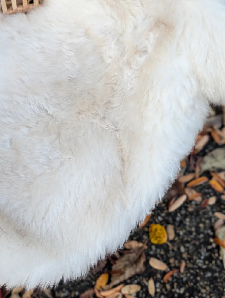 A plush white faux fur blanket with a soft fluffy texture made from british isles sheepskin, 46 by 31 inches